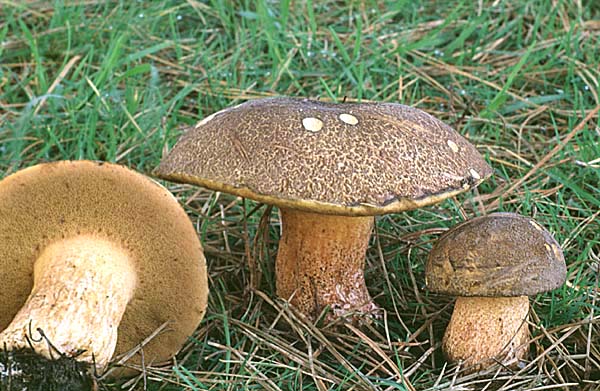 Suillus fuscotomentosus
